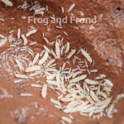 Close up of temperate while springtails on calcium bearing clay