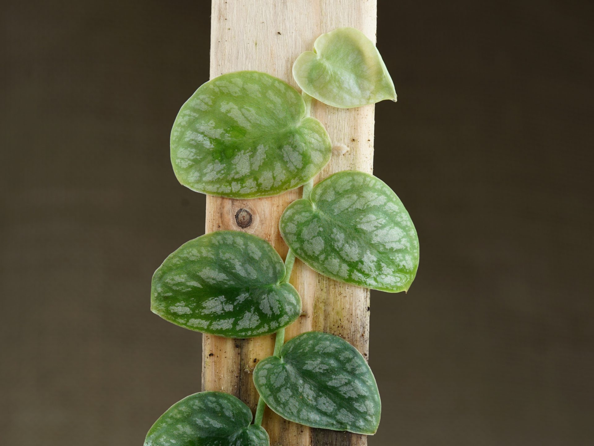 Monstera dubia