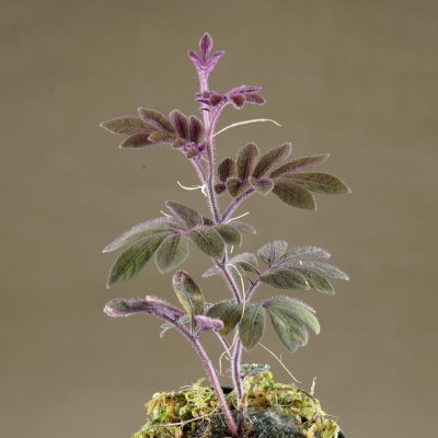 Side view of Solanum uleanum