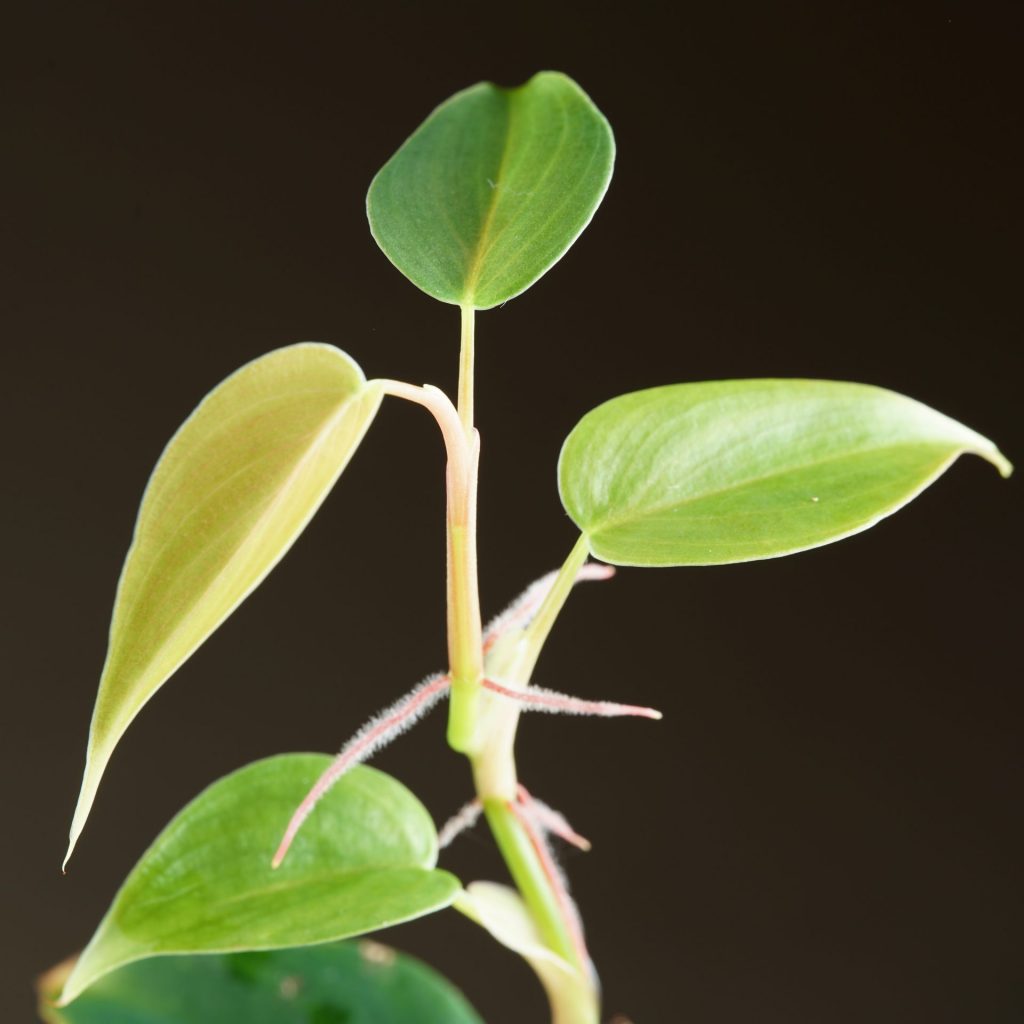 Philodendron sp. ‘Condor’