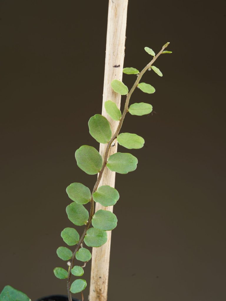 Marcgravia sp. ‘Small Round’