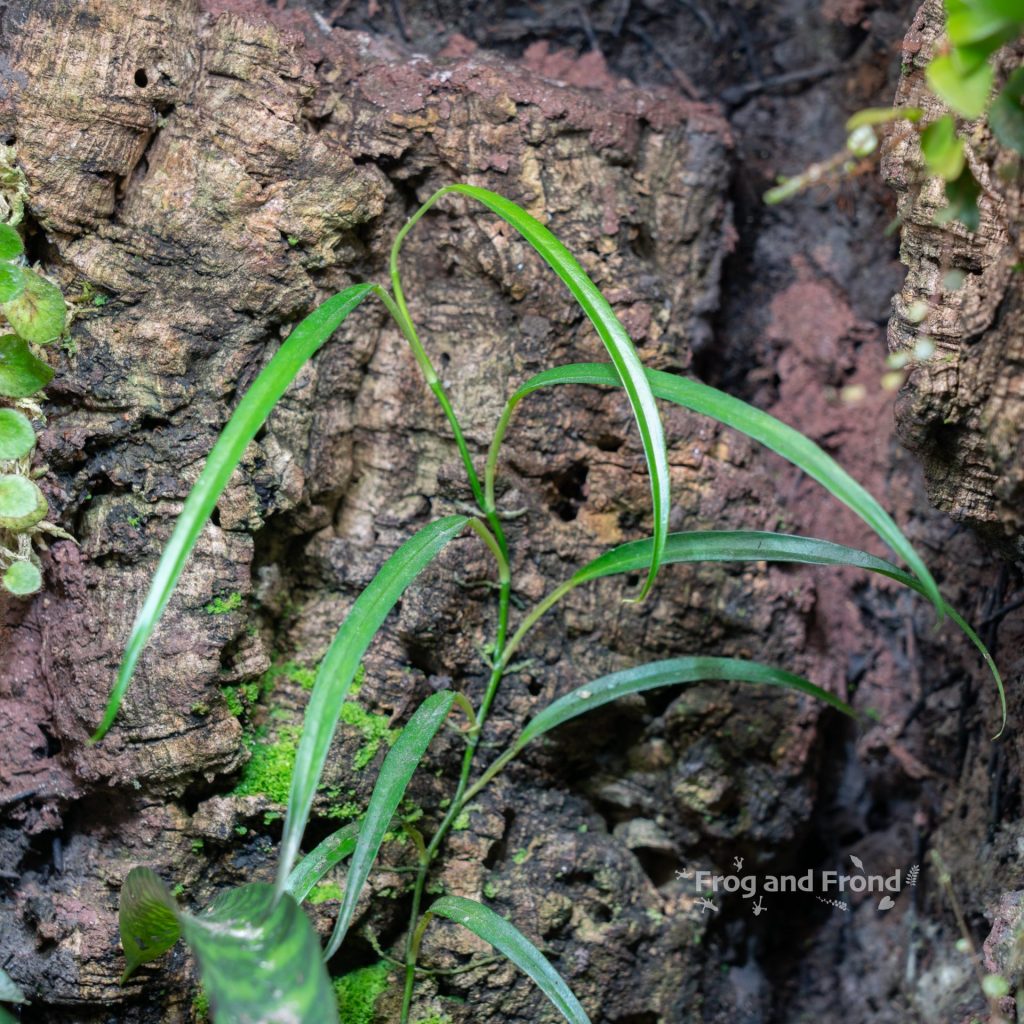 Philodendron chinchamayense growing in the vivarium