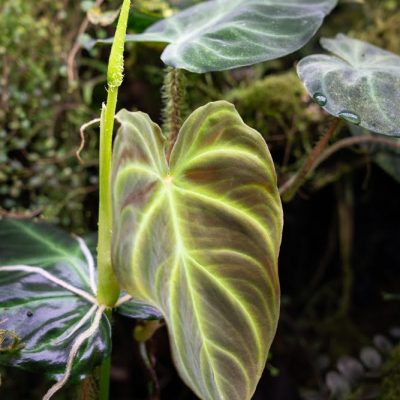 Philodendron verrucosum ‘Purple’ growing in the vivarium
