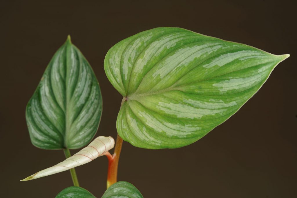 Philodendron mamei
