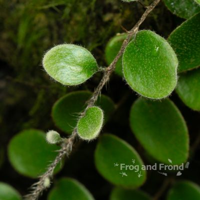 Close up on fuzzy fronds of Pyrrosia nummularifolia