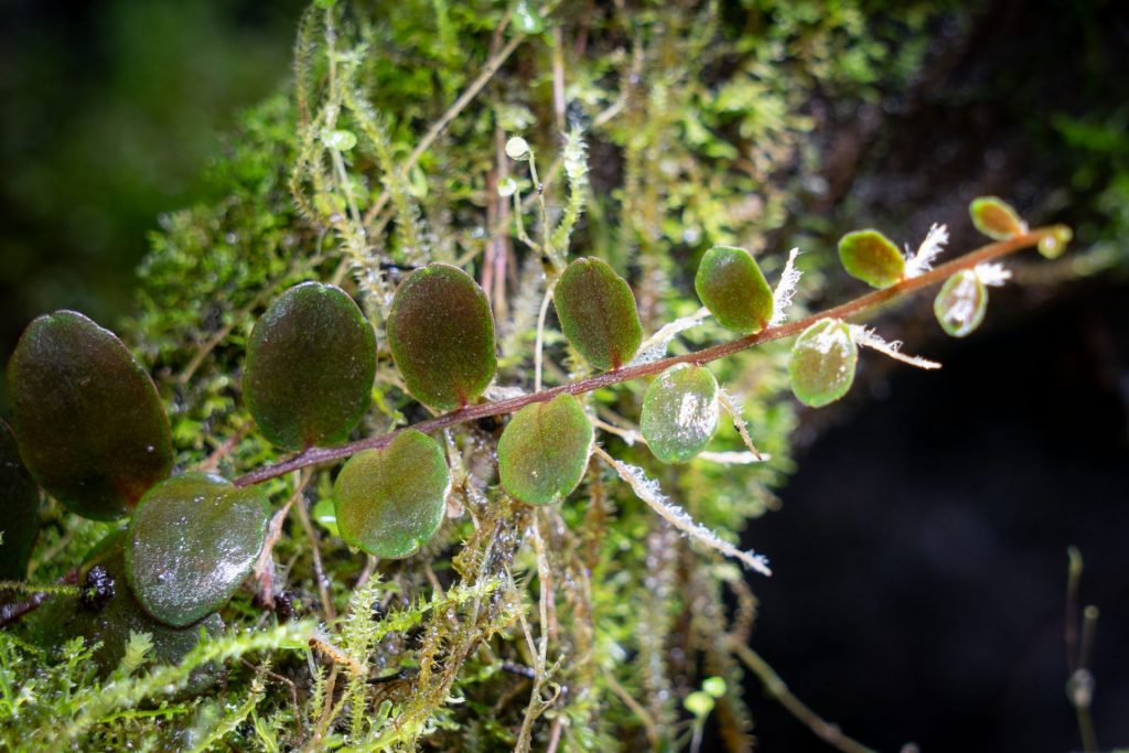 Marcgravia sp. 'Azreal' immature growth in a vivarium