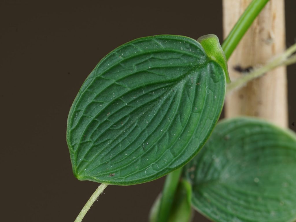 Beautiful texture on the leaf of Philodendron sp. ‘Mini Santiago’