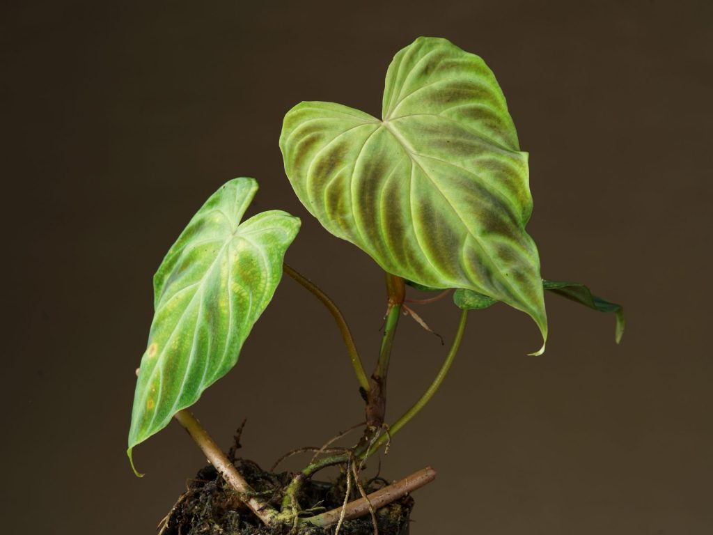 Philodendron verrucosum growing in the pot