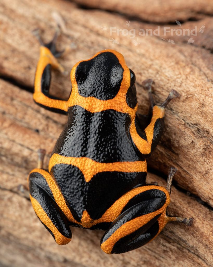 Ranitomeya summersi 'Sauce' | Frog and Frond