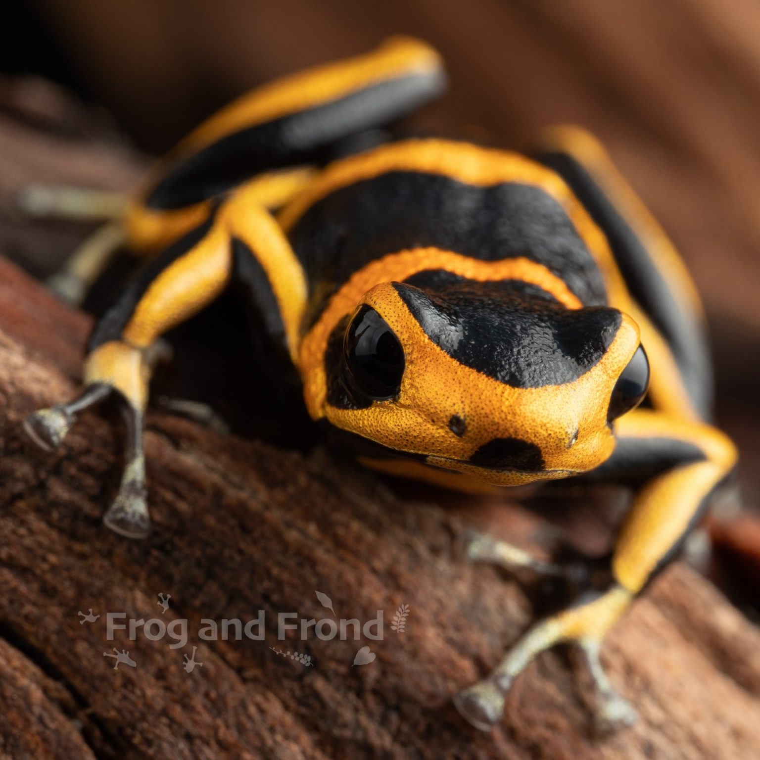 Ranitomeya summersi 'Sauce' | Frog and Frond