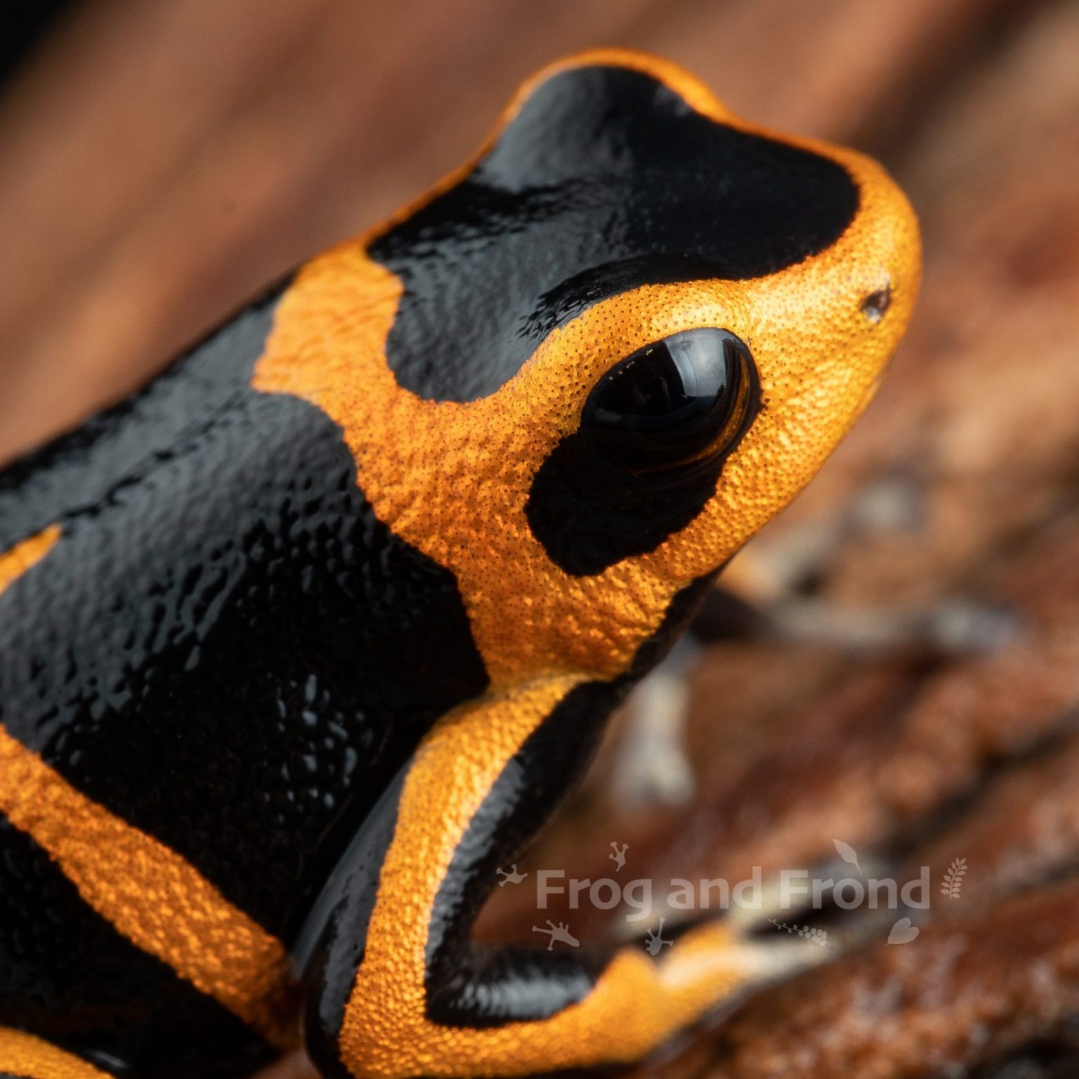 Ranitomeya summersi 'Sauce' | Frog and Frond