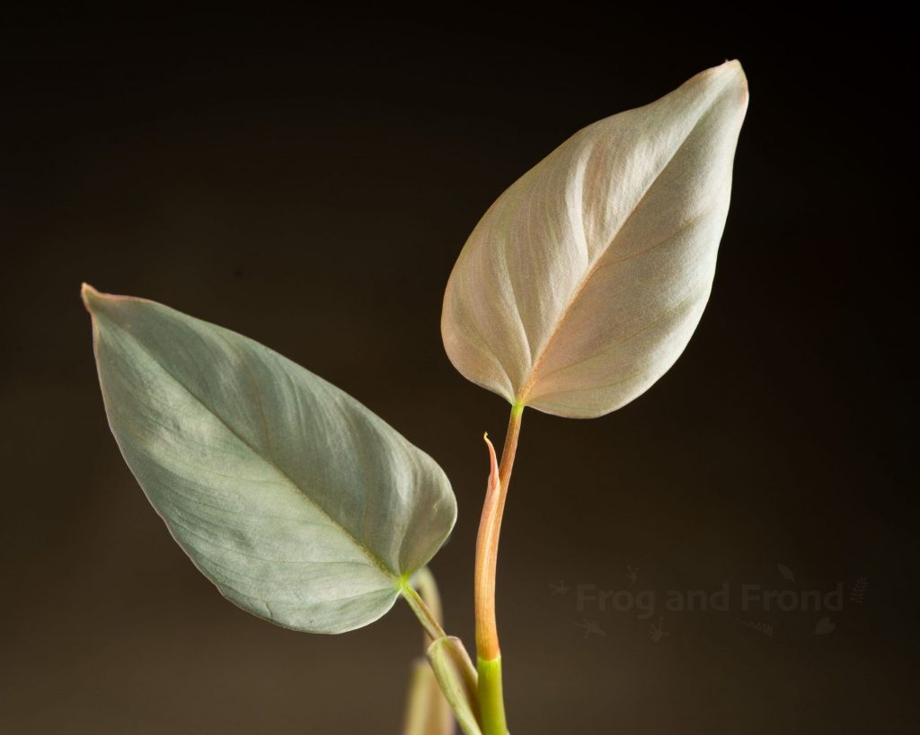 Close up of small leaves of Philodendron werneri ‘Rotonda’