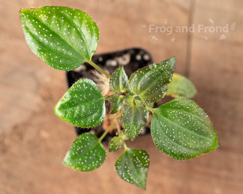 Top view of Calvoa sessiliflora