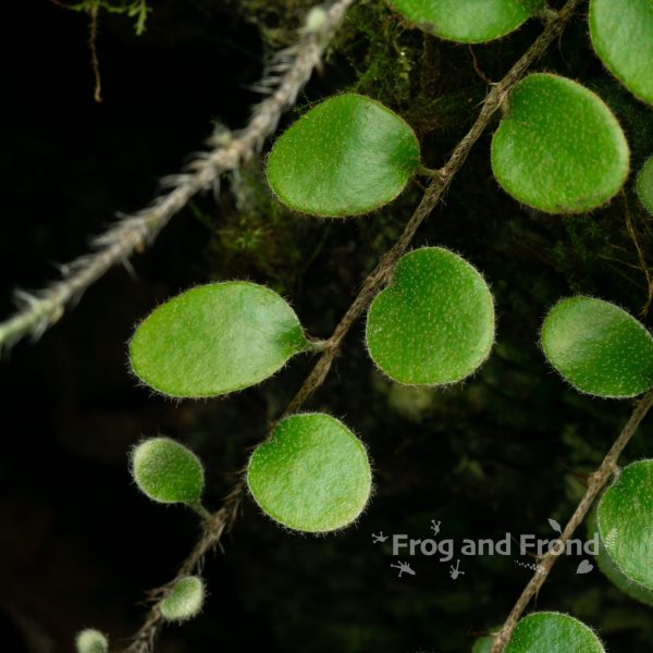 Pubescent leaves and rhizome of Pyrrosia nummularifolia