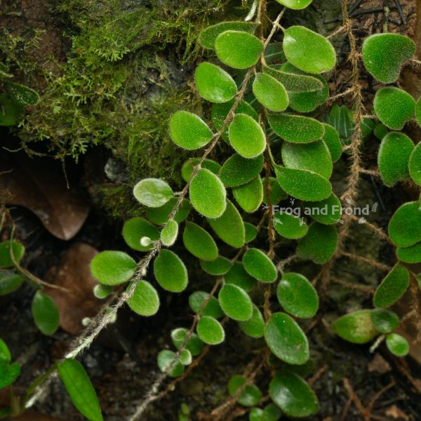 Pyrrosia nummularifolia thriving in the vivarium