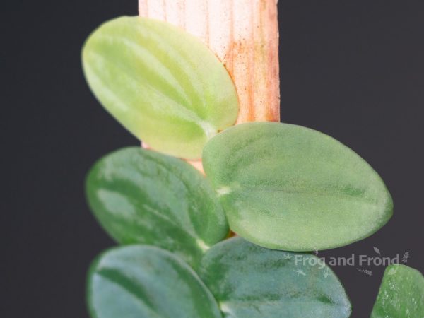 Young, light green leaves of Rhaphidophora korthalsii slowly turn deep green