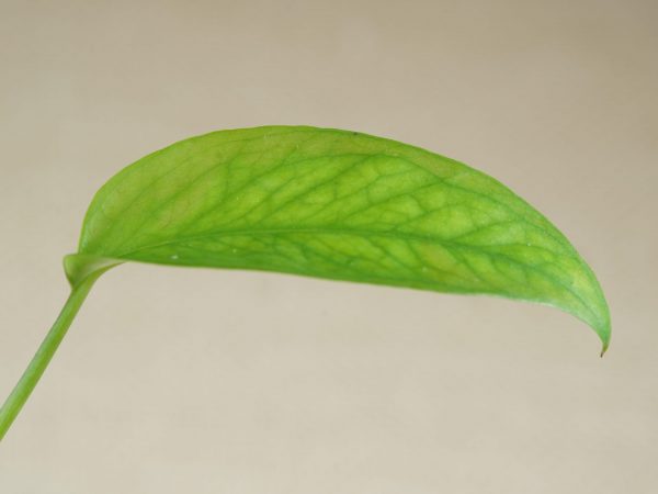 Side view of Epipremnum pinnatum ‘Skeleton Key’ individual leaf