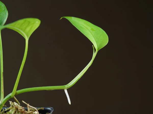 Growing tip of Epipremnum pinnatum ‘Skeleton Key’ with rooting node