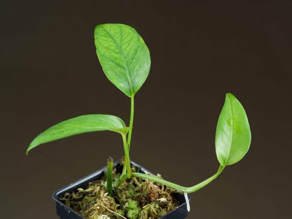 Epipremnum pinnatum ‘Skeleton Key’ growing from a node cutting