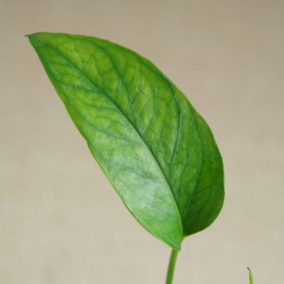 Epipremnum pinnatum ‘Skeleton Key’ leaf close up with dark green veination