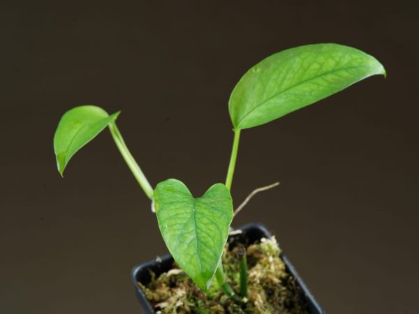 Epipremnum pinnatum ‘Skeleton Key’ three leaved plant potted in sphagnum