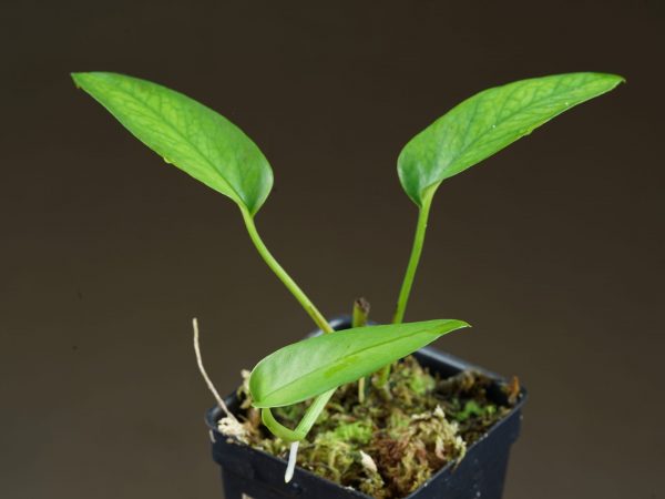 Epipremnum pinnatum ‘Skeleton Key’ potted plant with immature foliage.