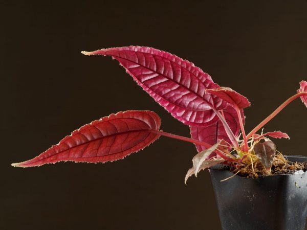 Bright red leaf underside on the dark colored Monolena species form Ecuador