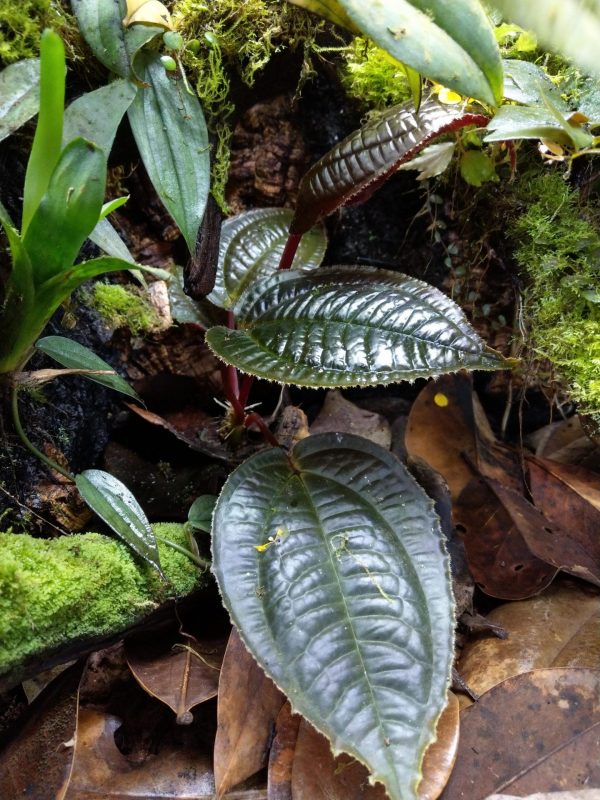 Monolena species 'Ecuador planted in a a tropical vivarium with dart frogs