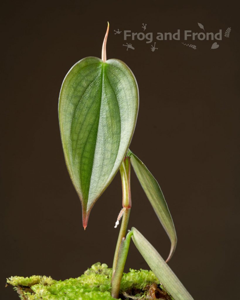 Close up of front side of Philodendron Burle Marx Fantasy leaf