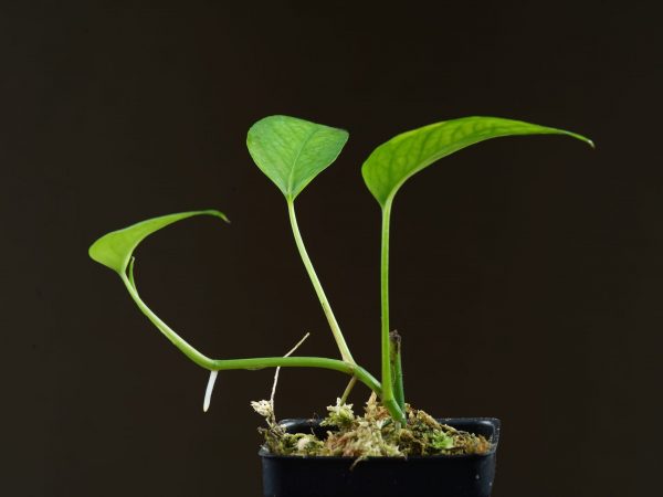 Epipremnum pinnatum ‘Skeleton Key’ side view of potted plant