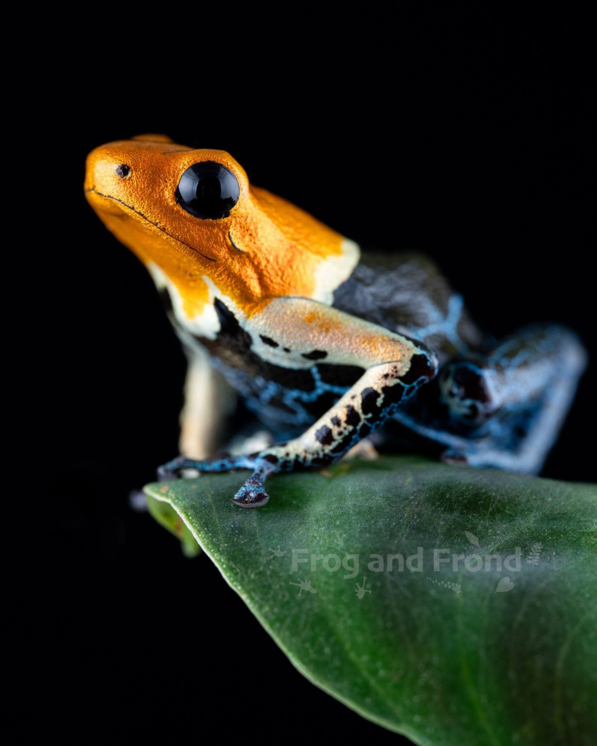 Ranitomeya fantastica 'True Nominal' | Frog and Frond