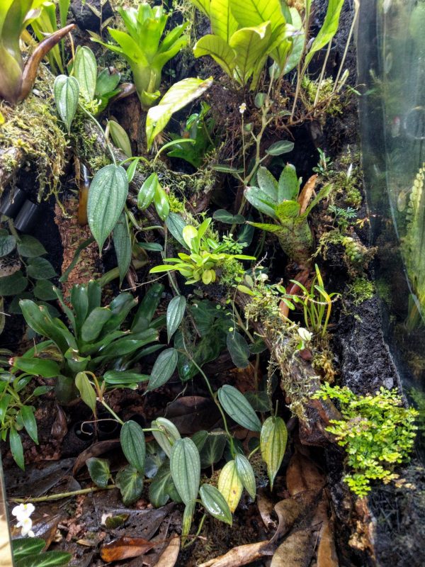 Tropical vivarium with many plants including Philodendrond, epiphytic ferns, and orchids.