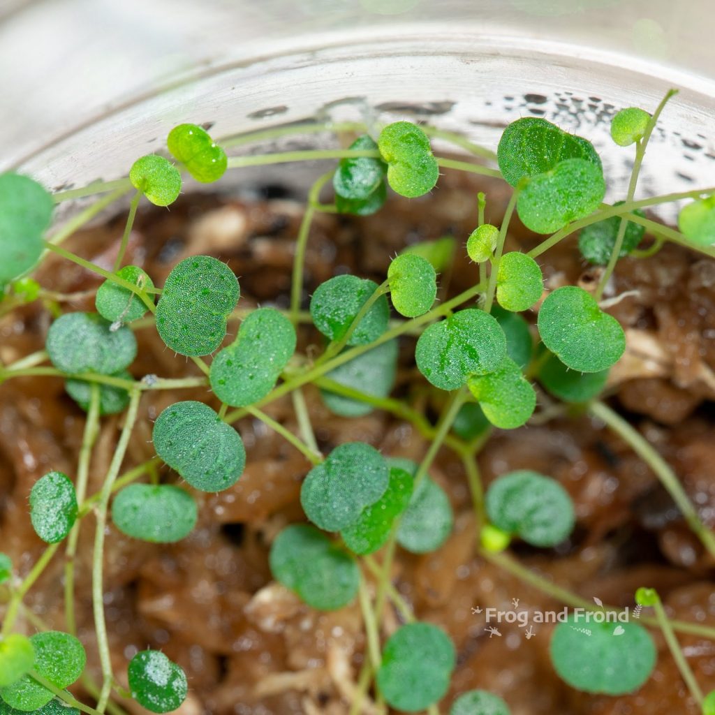 Close up on Peperomia emarginella leaves