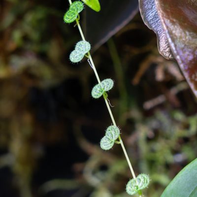 Close up of Peperomia emarginella showing details