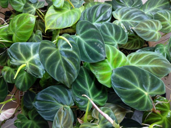 Philodendron verrucosum 'Purple' in the growout bin