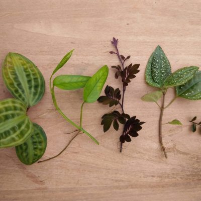 Vivarium Plant Package: Geogenanthus poeppigii, Epipremnum pinnatum 'Skeleton Key', Solanum uleanum, Calvoa sessiliflora, Marcgravia sp. 'Azreal'