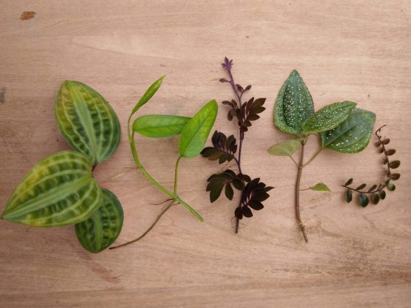 Vivarium Plant Package: Geogenanthus poeppigii, Epipremnum pinnatum 'Skeleton Key', Solanum uleanum, Calvoa sessiliflora, Marcgravia sp. 'Azreal'