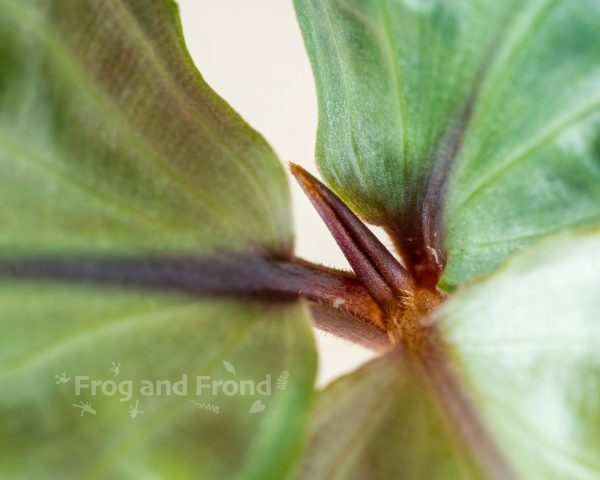 Geogenanthus poeppigii close up of new growth emerging