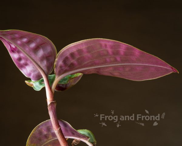 Purple leaf undersides on a Geogenanthus poeppigii plant