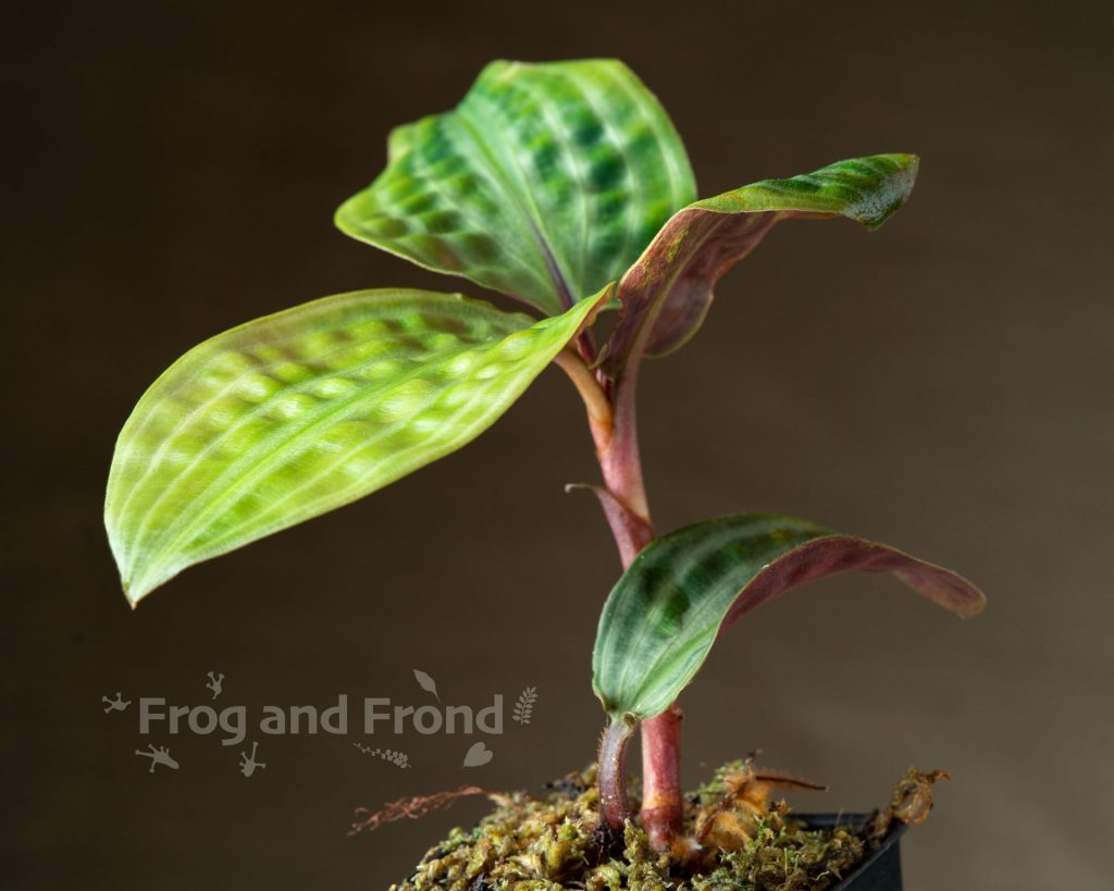 A Geogenanthus poeppigii specimen with 4 leaves rooted in a small pot.