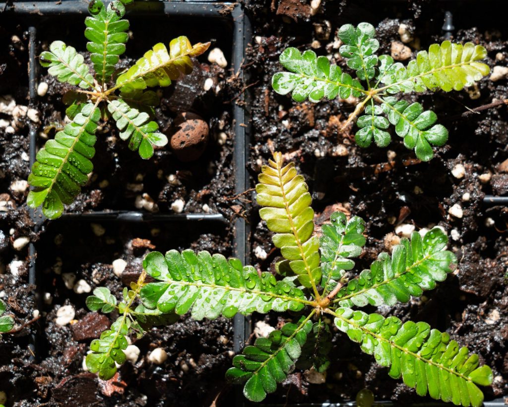 Young Biophytum soukupii plants