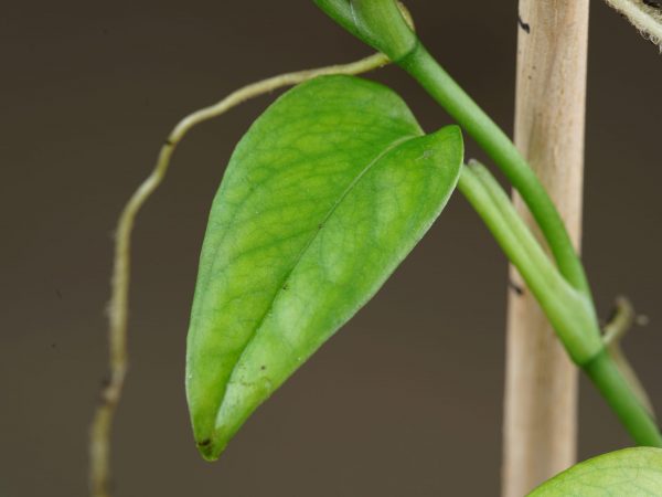 Close up of the leaf and aerial root of Philodendron sp. 'Arenal, Costa Rica'