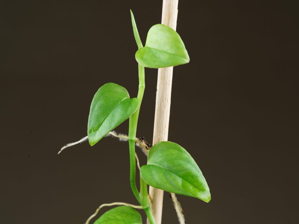Philodendron sp. 'Arenal, Costa Rica' vine