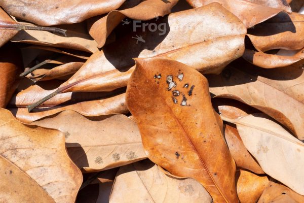 Southern Magnolia Leaf Litter close up