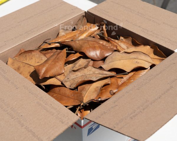 Southern Magnolia Leaf Litter in 12x11x8 box