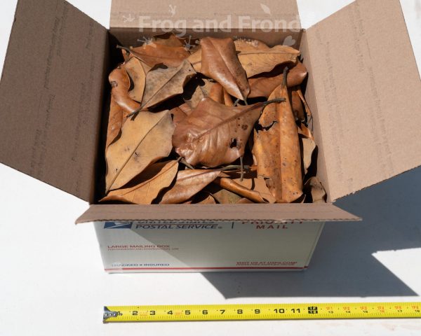 Southern Magnolia Leaf Litter in 12x11x8 box with a ruler