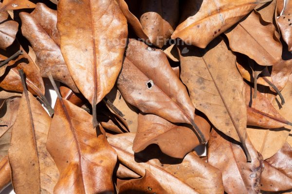 Southern Magnolia Leaf Litter with some imperfection