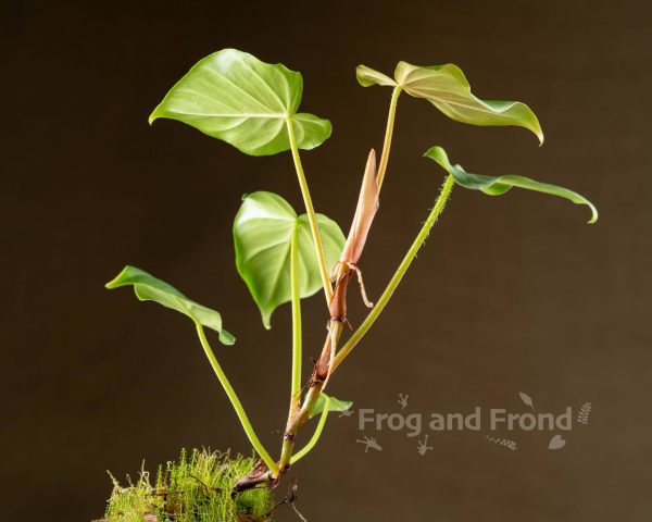 Back side of Philodendron fibrosum leaves