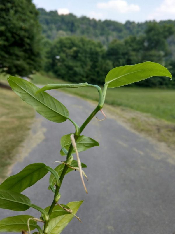 Back side of Philodendron sp. 'Lance Leaf'