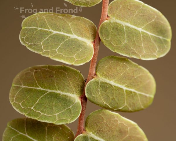 Close up of Marcgravia sp. 'Mini Limon' leaves